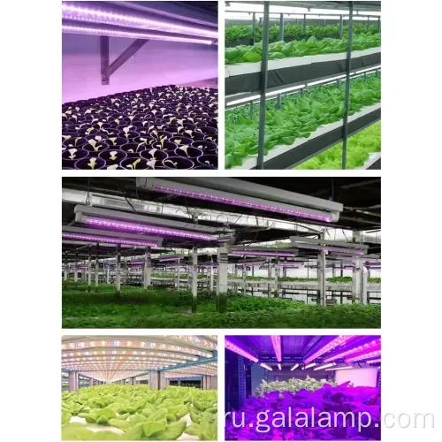 Увеличить рост саженцев с помощью полного спектра T5 Lighting